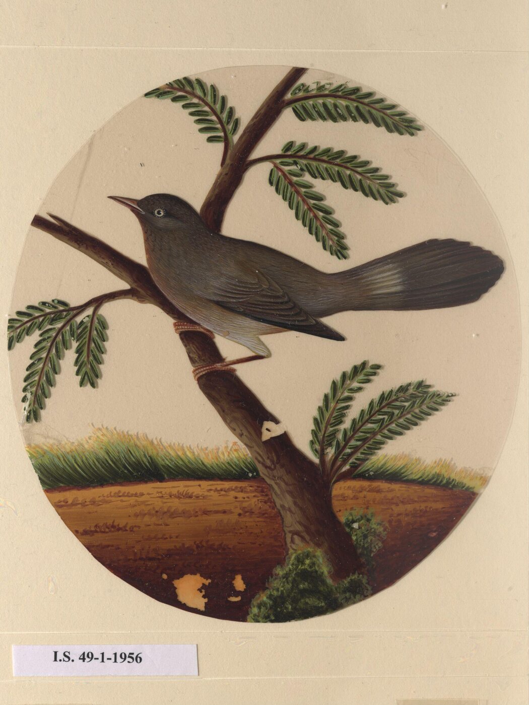 Unknown, One of twelve drawings of birds and reptiles, insects and flowers.
