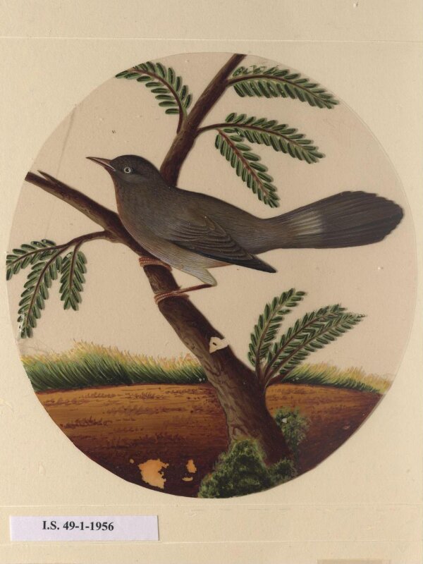 One of twelve drawings of birds and reptiles, insects and flowers.