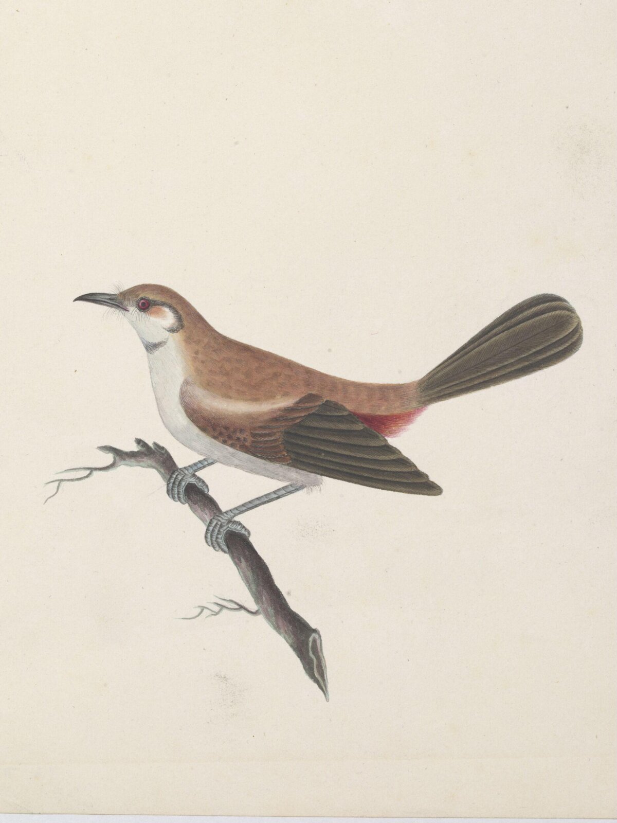 Female Indian robin (?), ca. 1830
