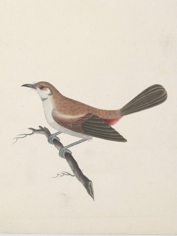 Female Indian robin (?)