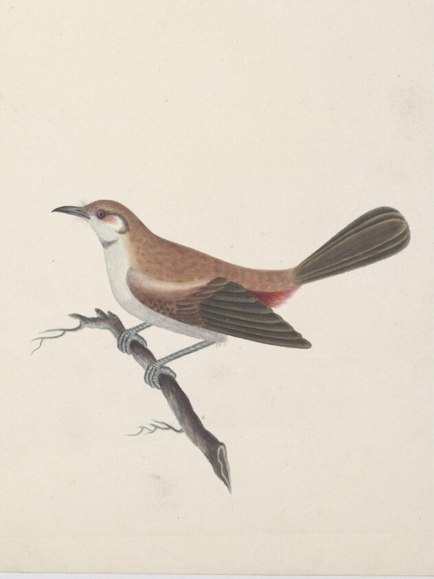Female Indian robin (?)