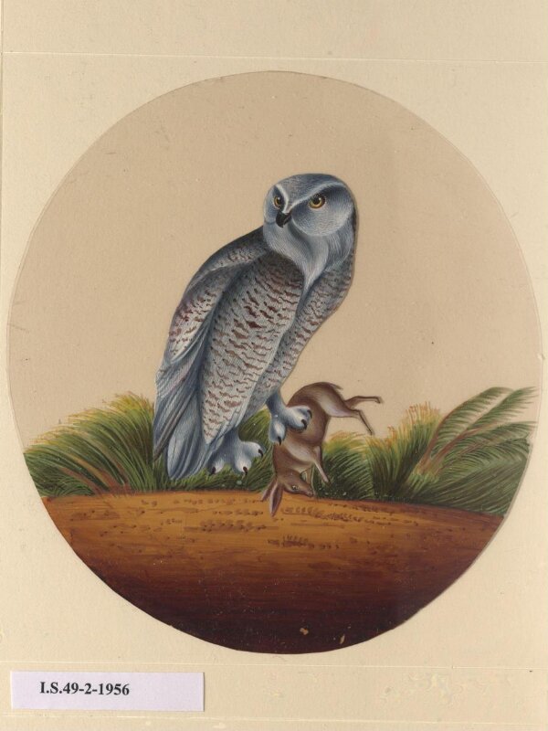 One of twelve drawings of birds and reptiles, insects and flowers.