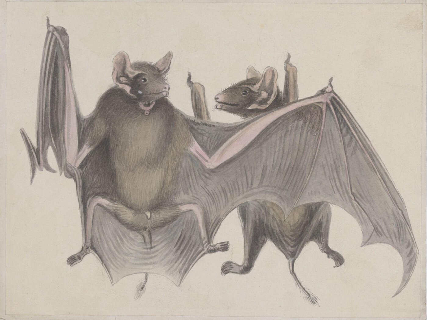 Unknown, Two bats.
