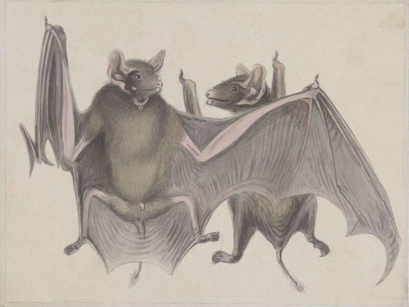 Two bats.
