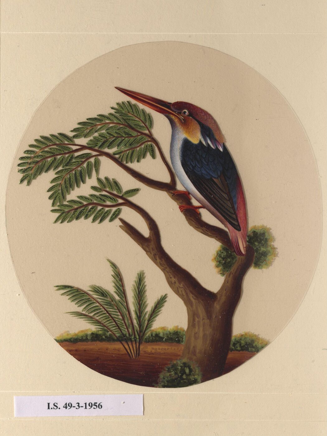 Unknown, One of twelve drawings of birds and reptiles, insects and flowers.