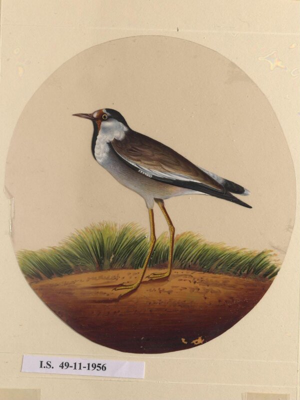 One of twelve drawings of birds and reptiles, insects and flowers.