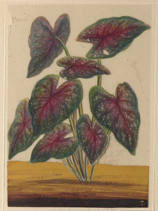 One of eighteen drawings of flowers.