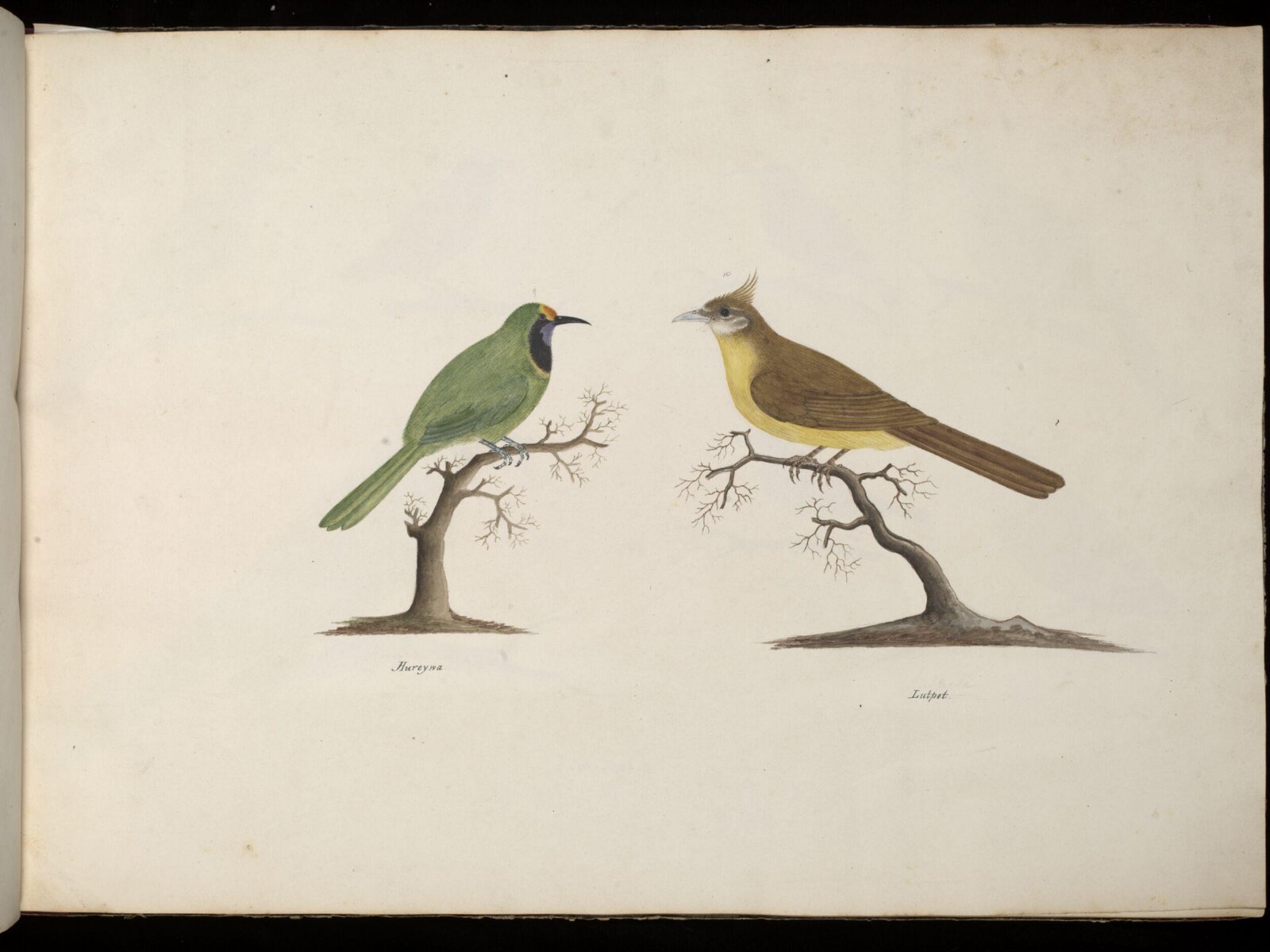 Two Birds, ca. 1826