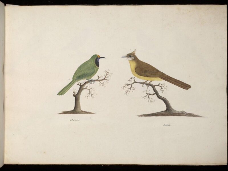 Two Birds