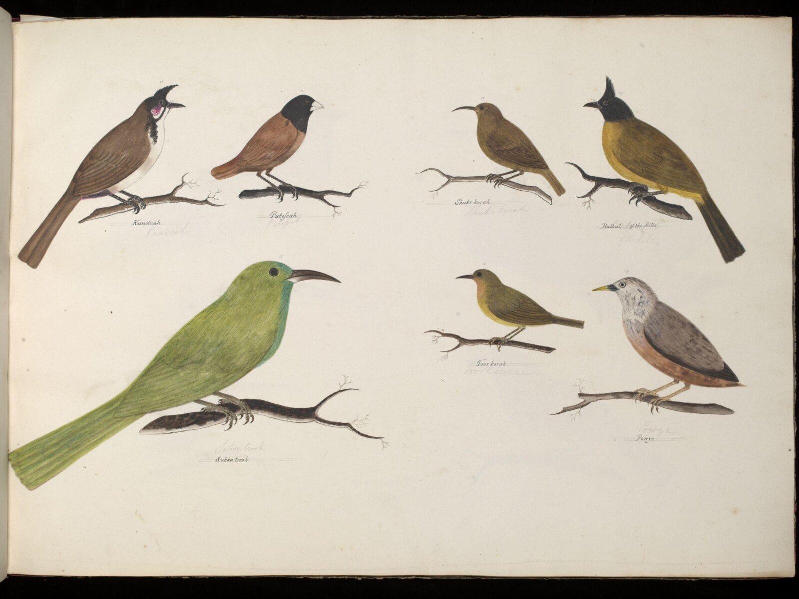 Seven Birds, ca. 1826