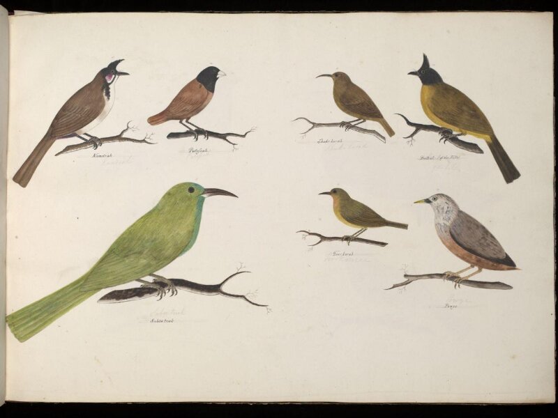 Seven Birds
