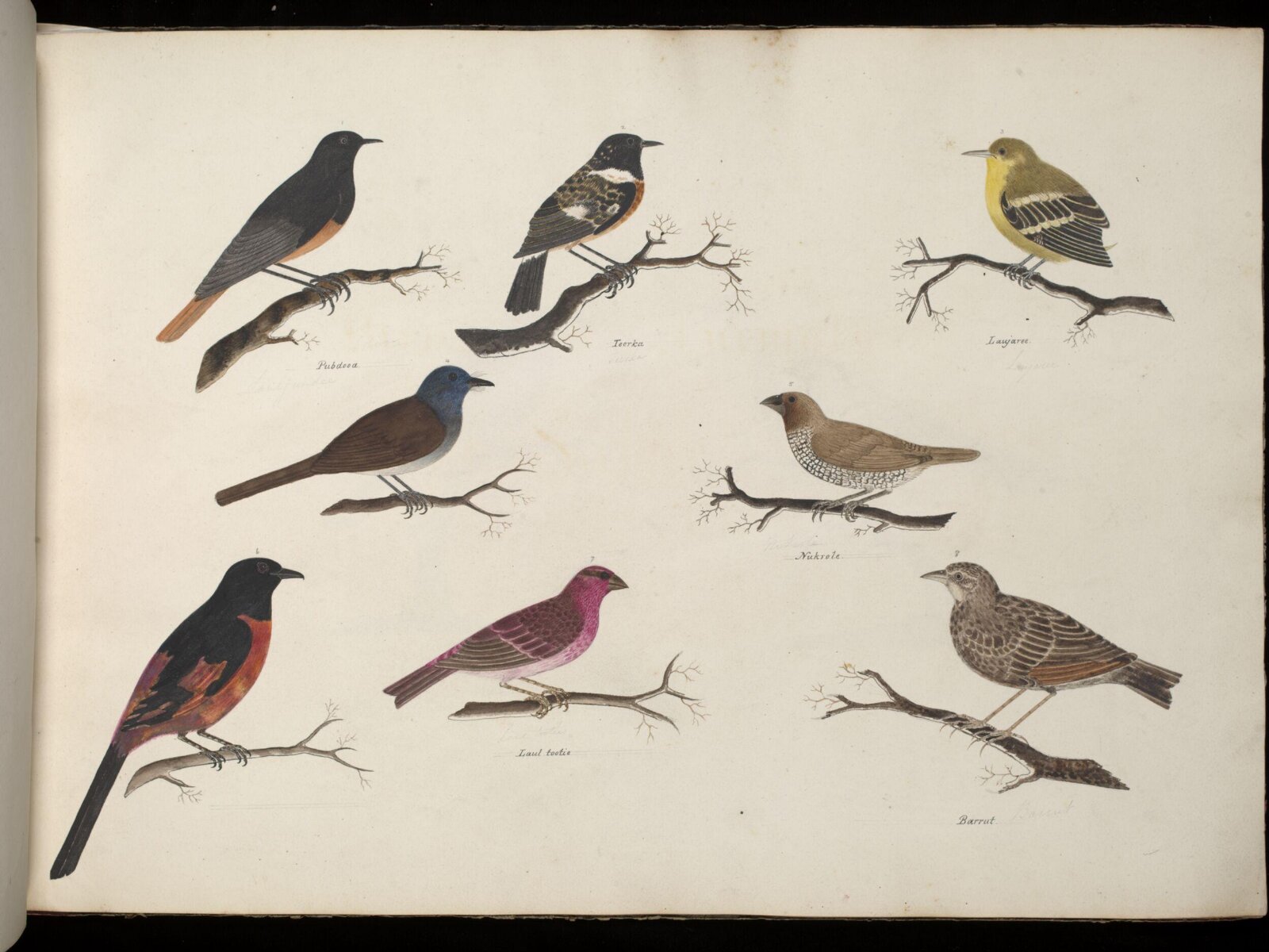 Eight birds, ca. 1826