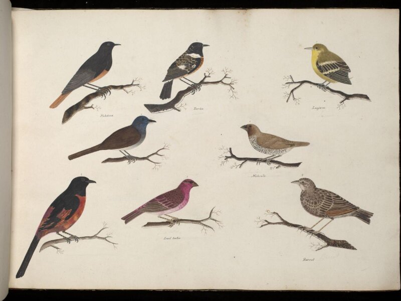 Eight birds