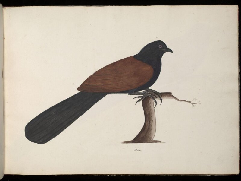 Conucal or crow pheasant