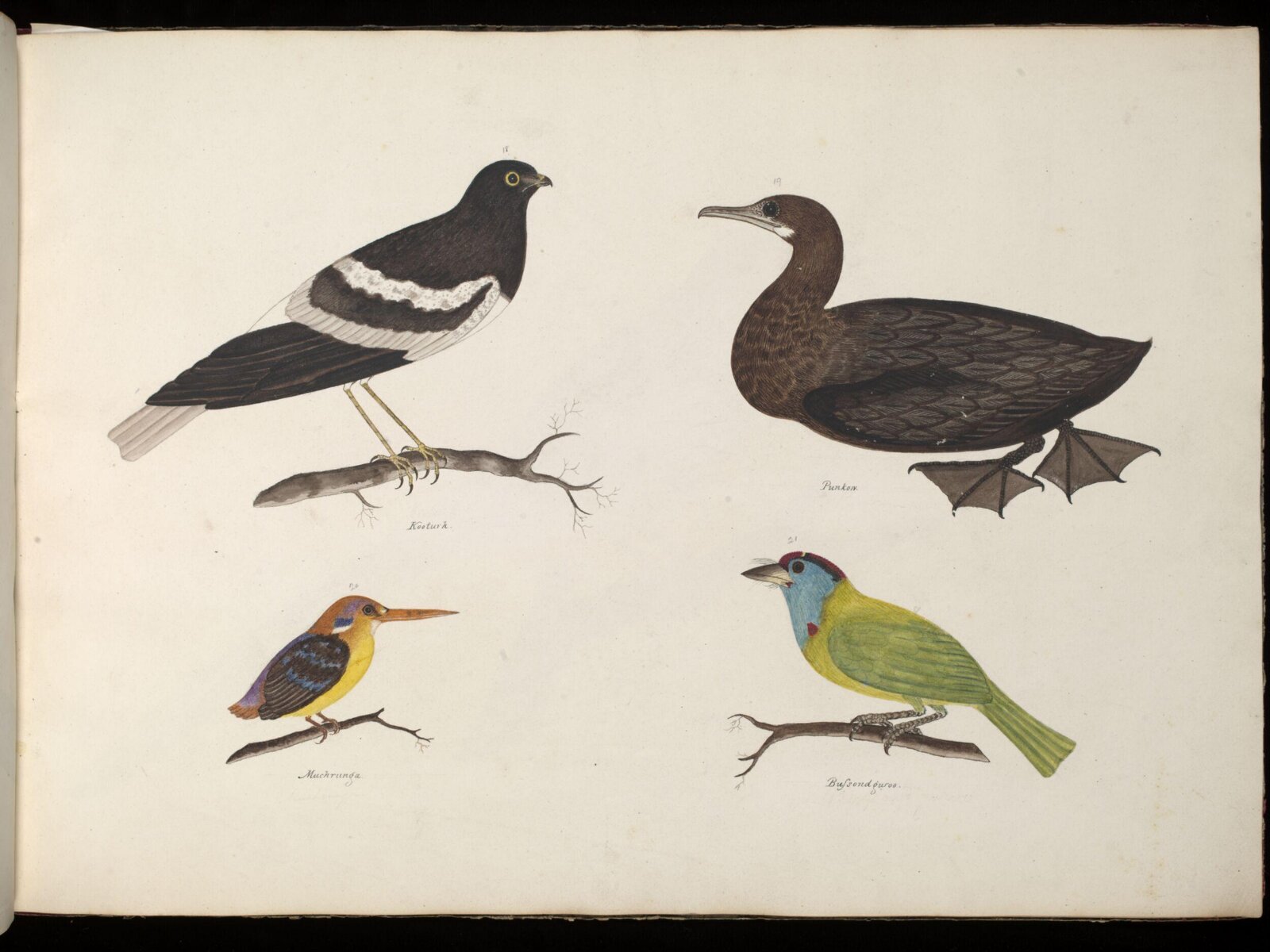 Four Birds, ca. 1826
