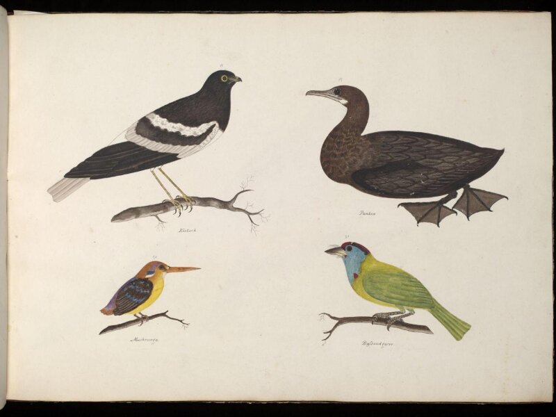 Four Birds
