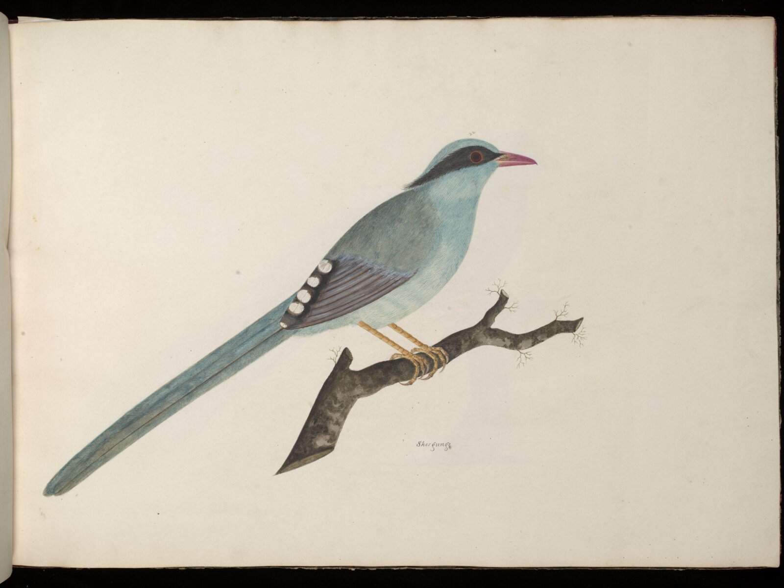 Green magpie, ca. 1826