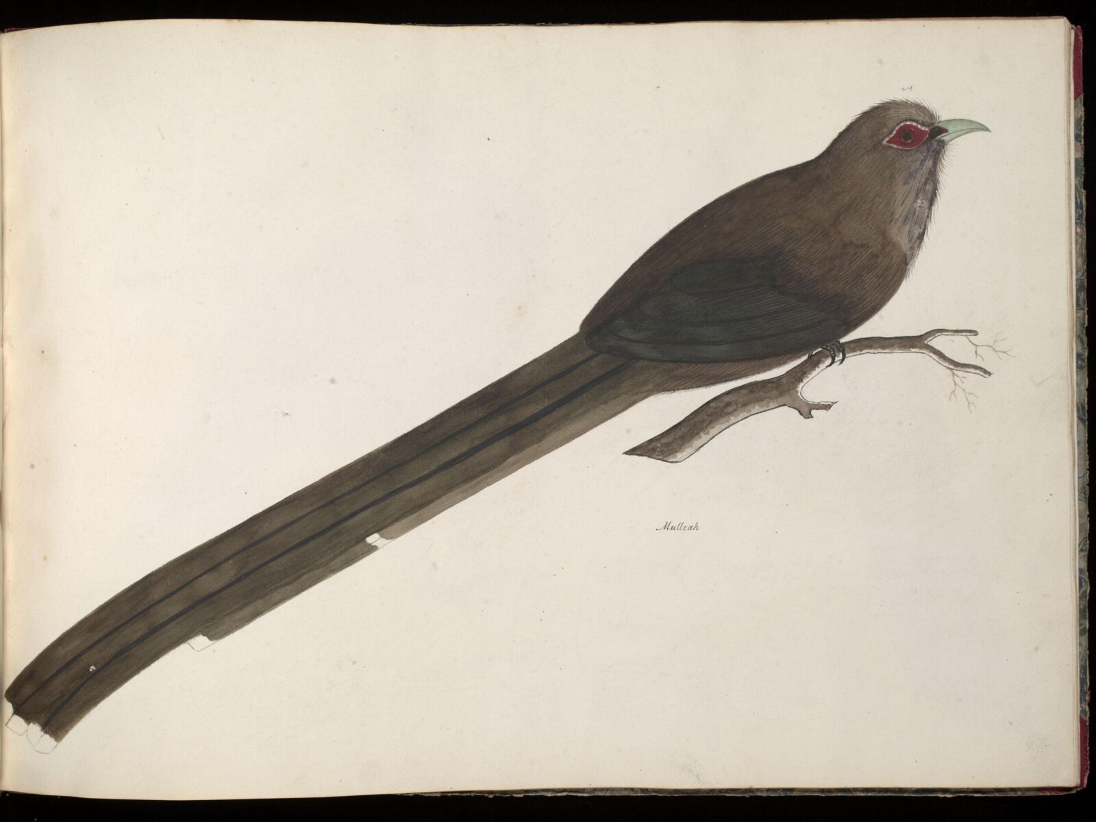 Large green malkoha, ca. 1826