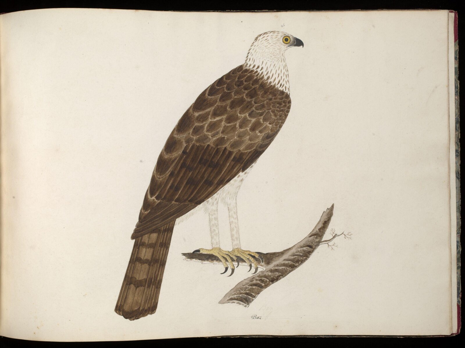 Booted eagle, ca. 1826