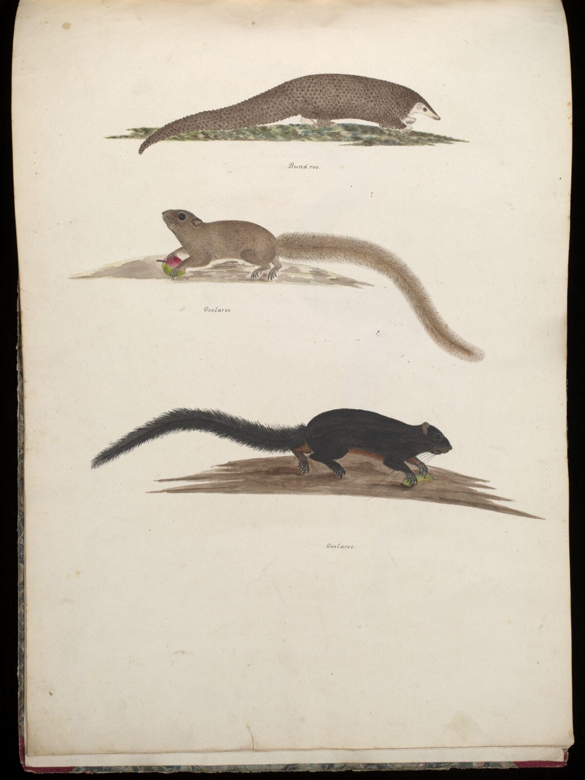 Three animals, ca. 1826