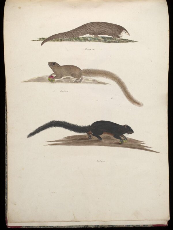 Three animals