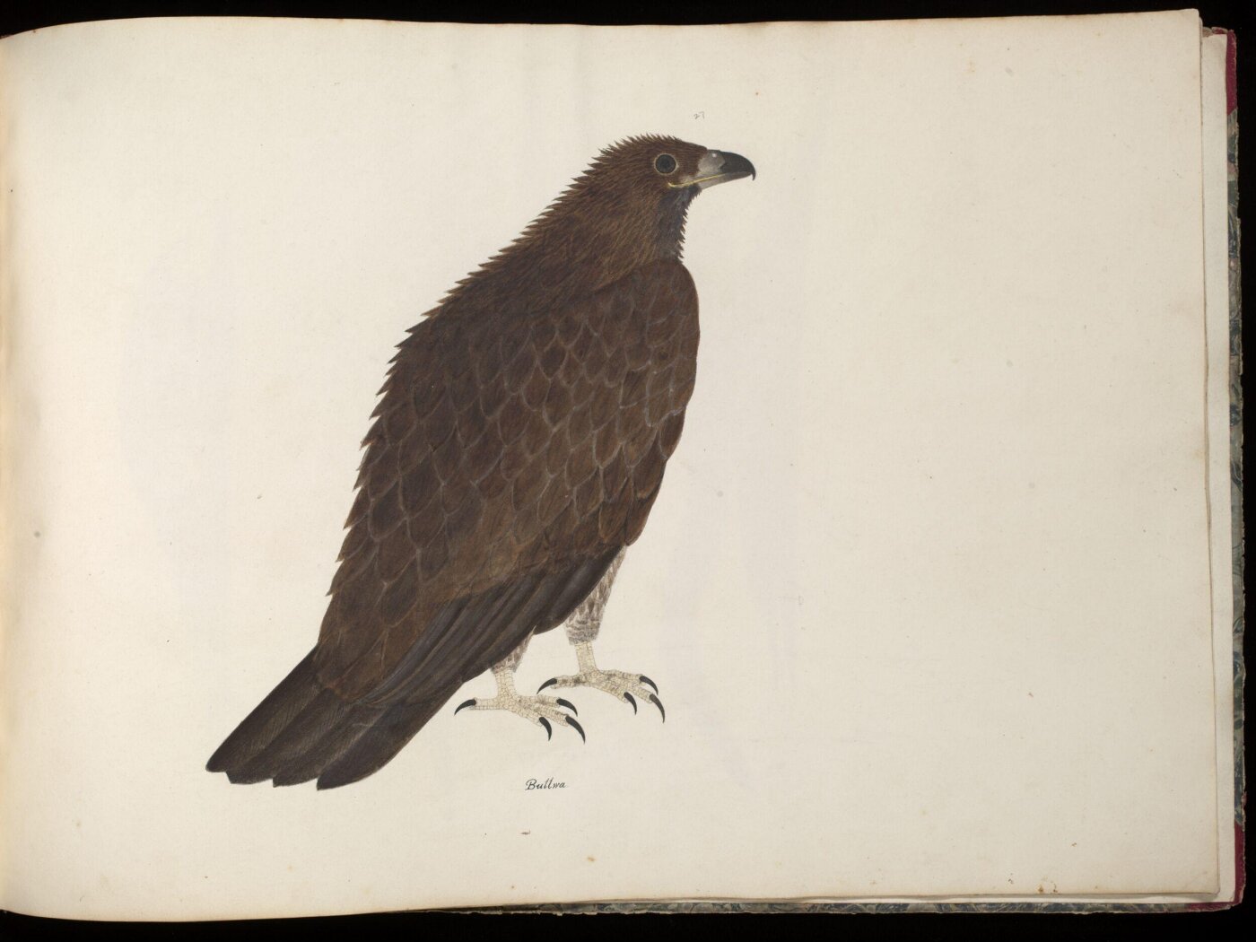 Unknown, Fishing eagle