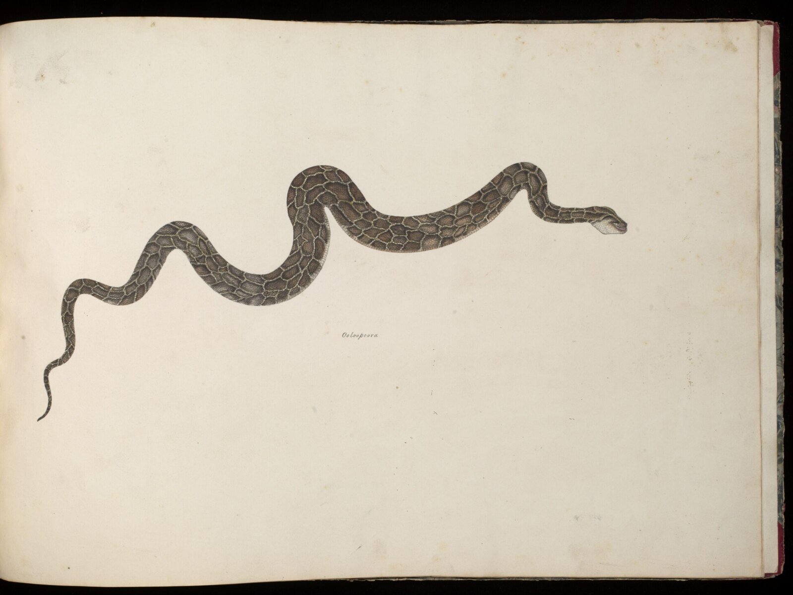 Snake, ca. 1826