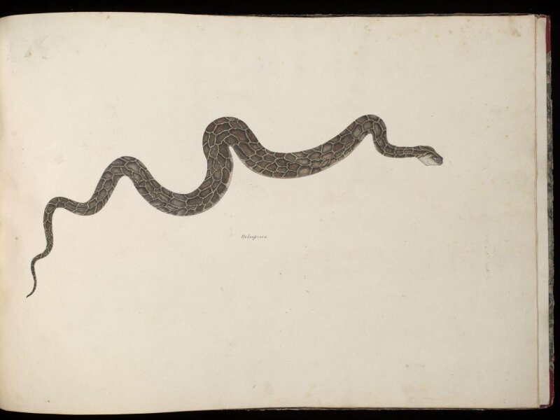 Snake