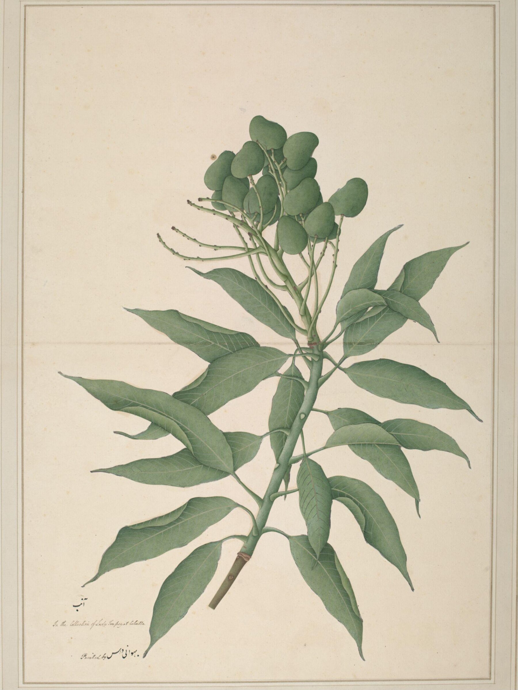 A branch of a mango tree ('Mangifera Indica') bearing unripe fruits, Bhawani Das, ca. 1780
