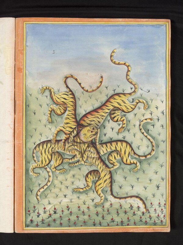 Five tigers with one head