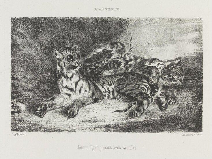 Jeune tigre jouant avec sa mère