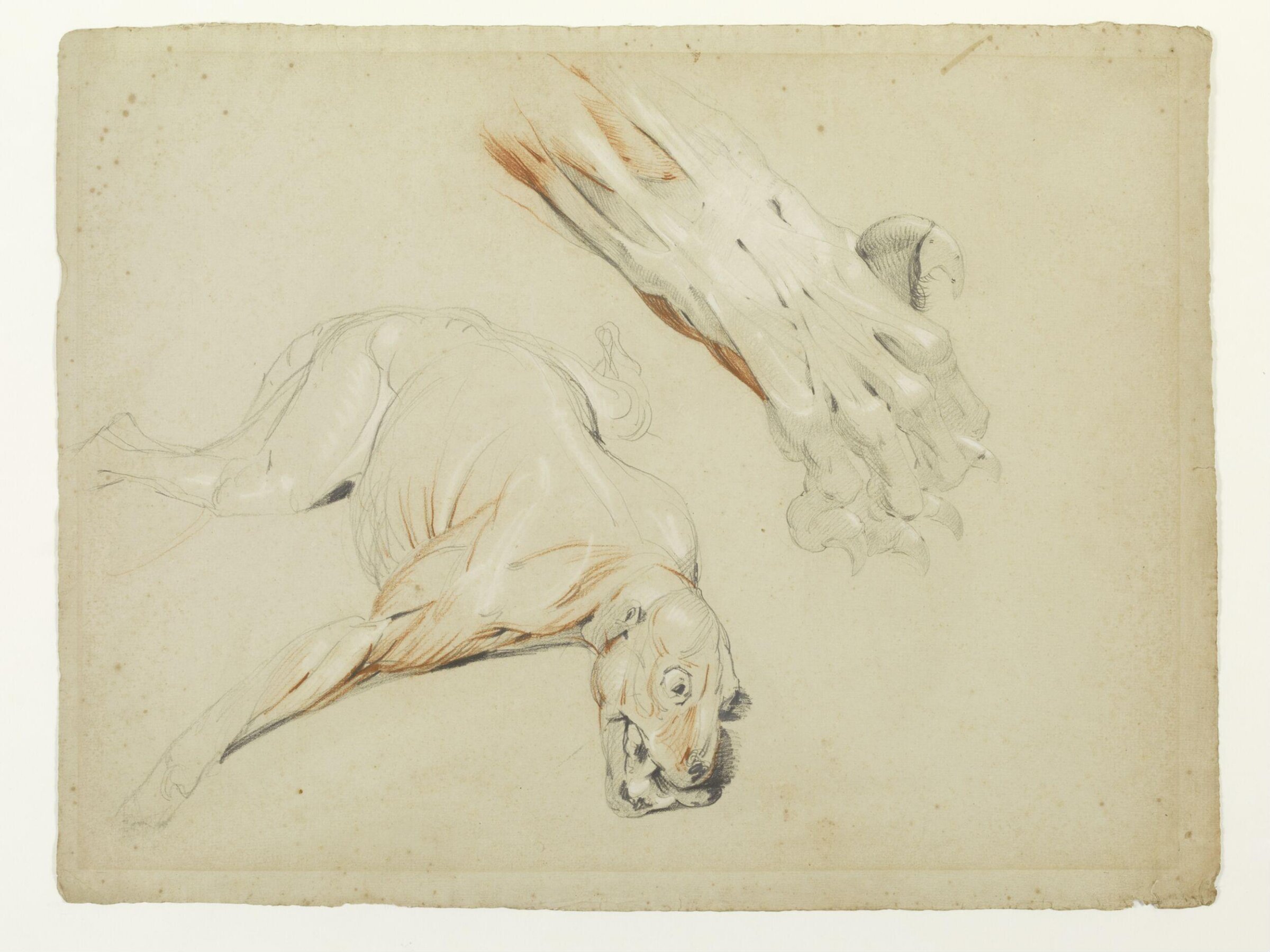 Ecorche drawing of a dog and enlarged detail of a paw, Edwin Henry Landseer, ca.1817-21