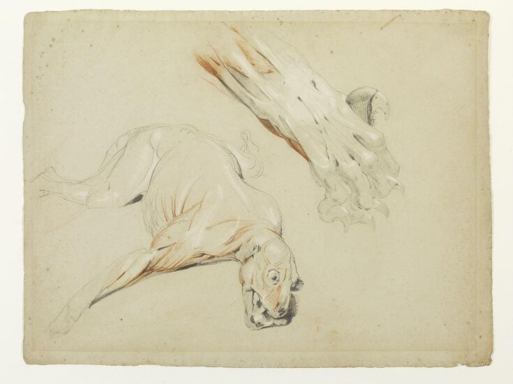 Ecorche drawing of a dog and enlarged detail of a paw top image