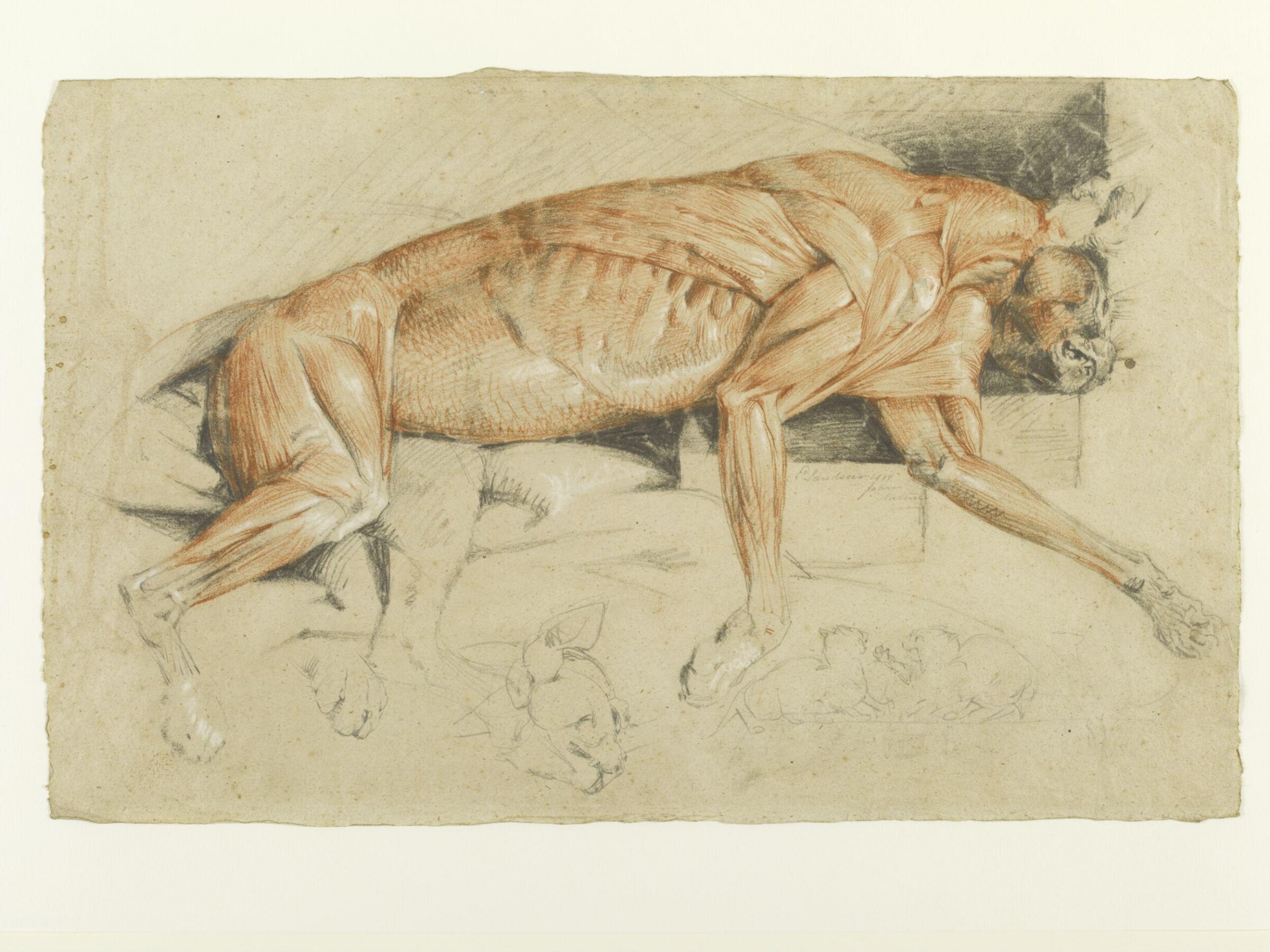 Ecorche drawing of a wild cat, Edwin Henry Landseer, 1817