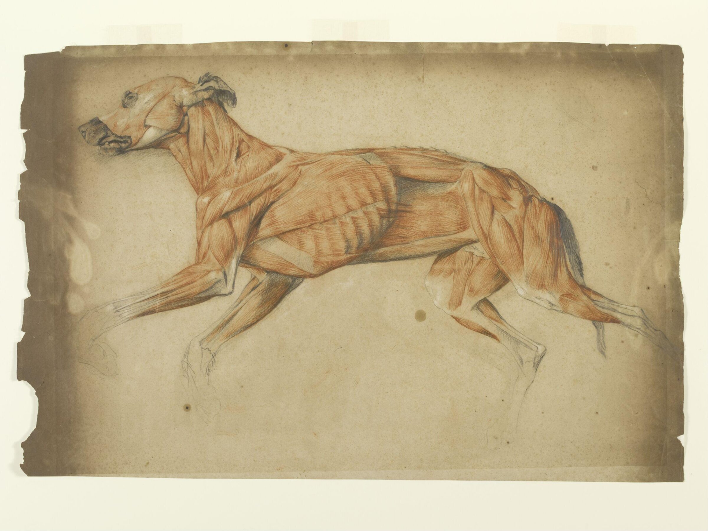 Ecorche drawing of a greyhound, Edwin Henry Landseer, ca.1817-21