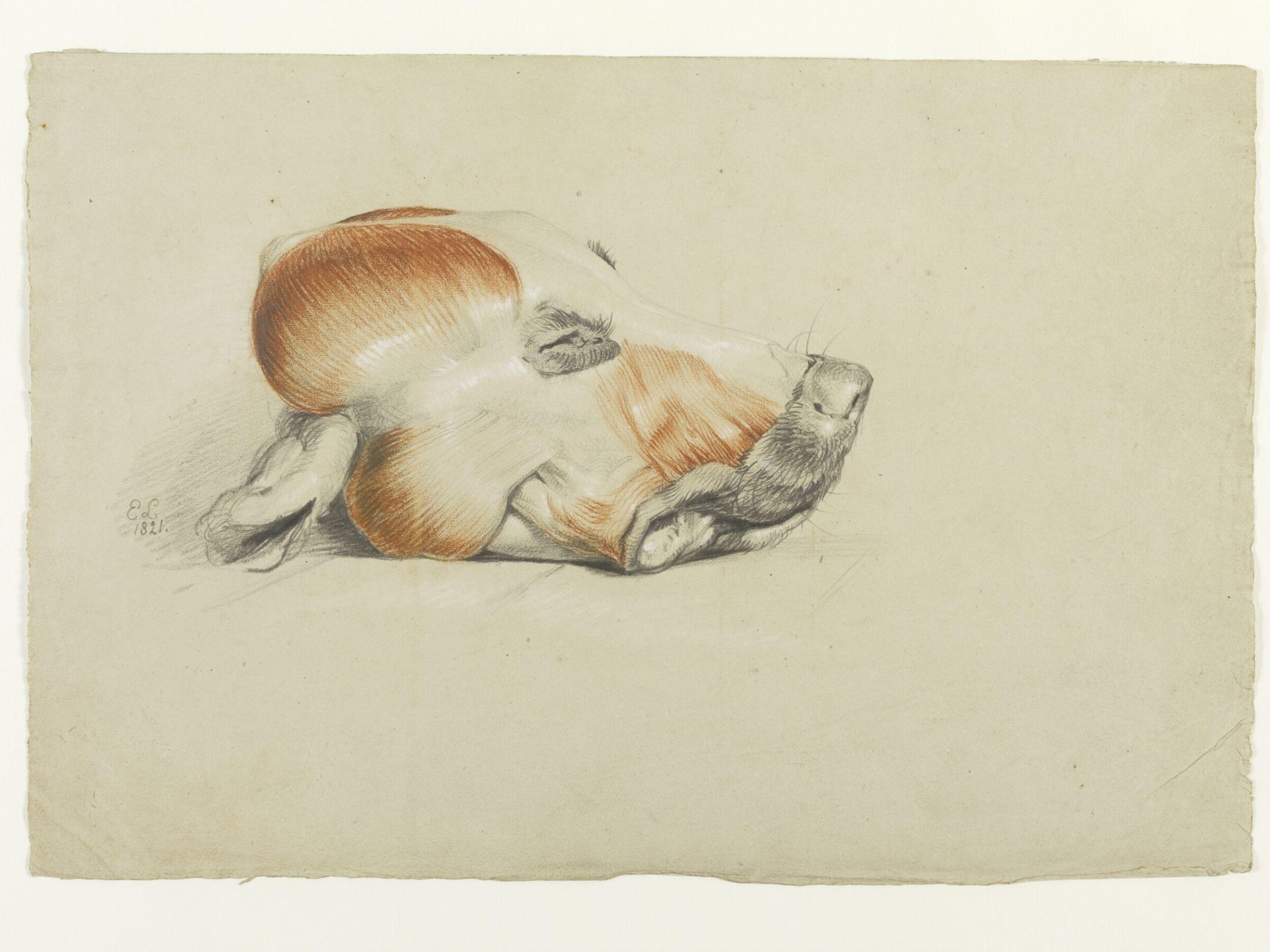 Ecorche drawing of the head of a dog, Edwin Henry Landseer, 1821