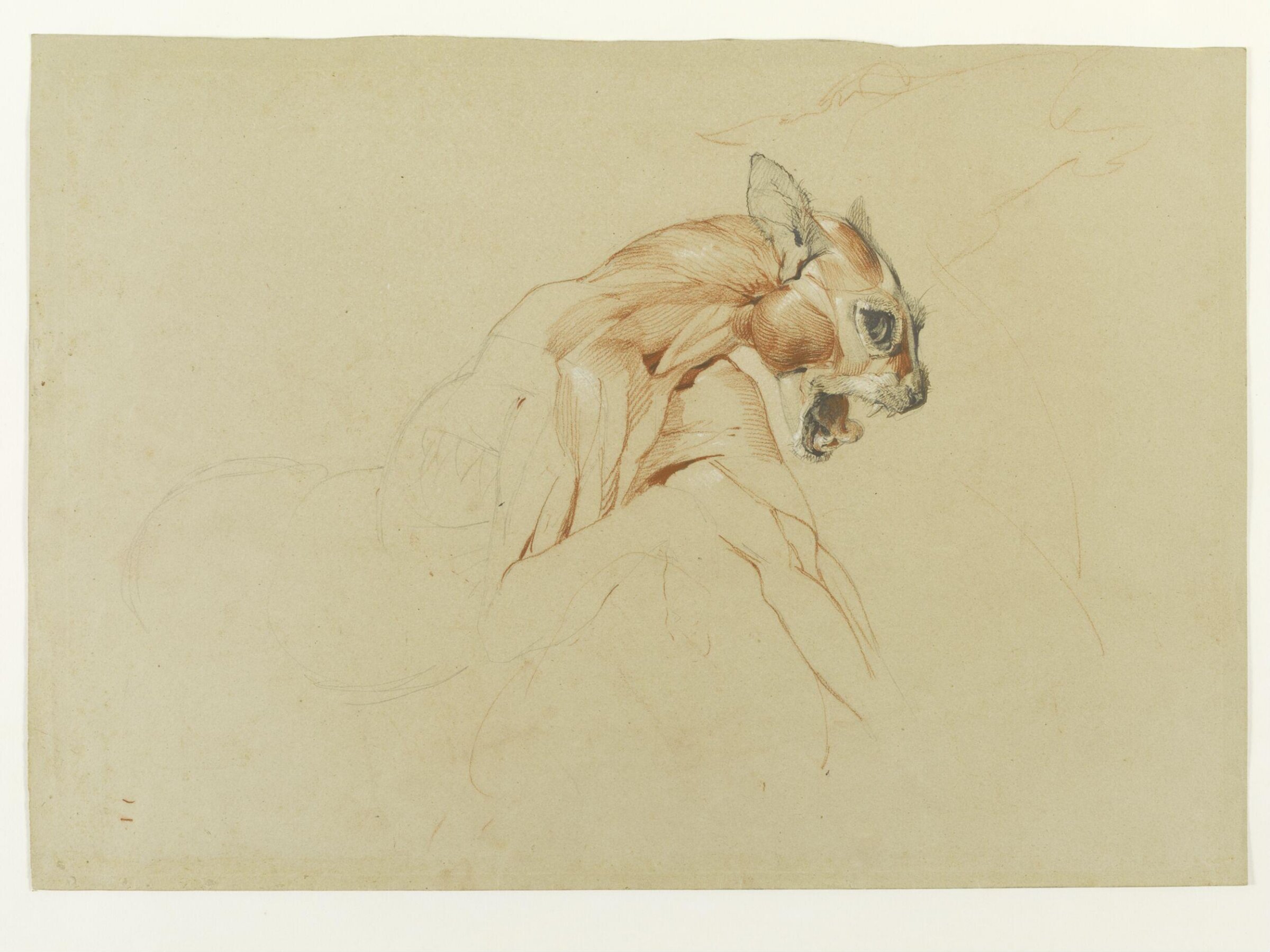 Ecorche drawing of the head and upper body of a wild cat, Edwin Henry Landseer, ca.1817-21