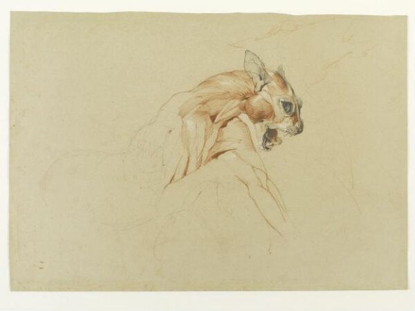 Ecorche drawing of the head and upper body of a wild cat | Landseer ...