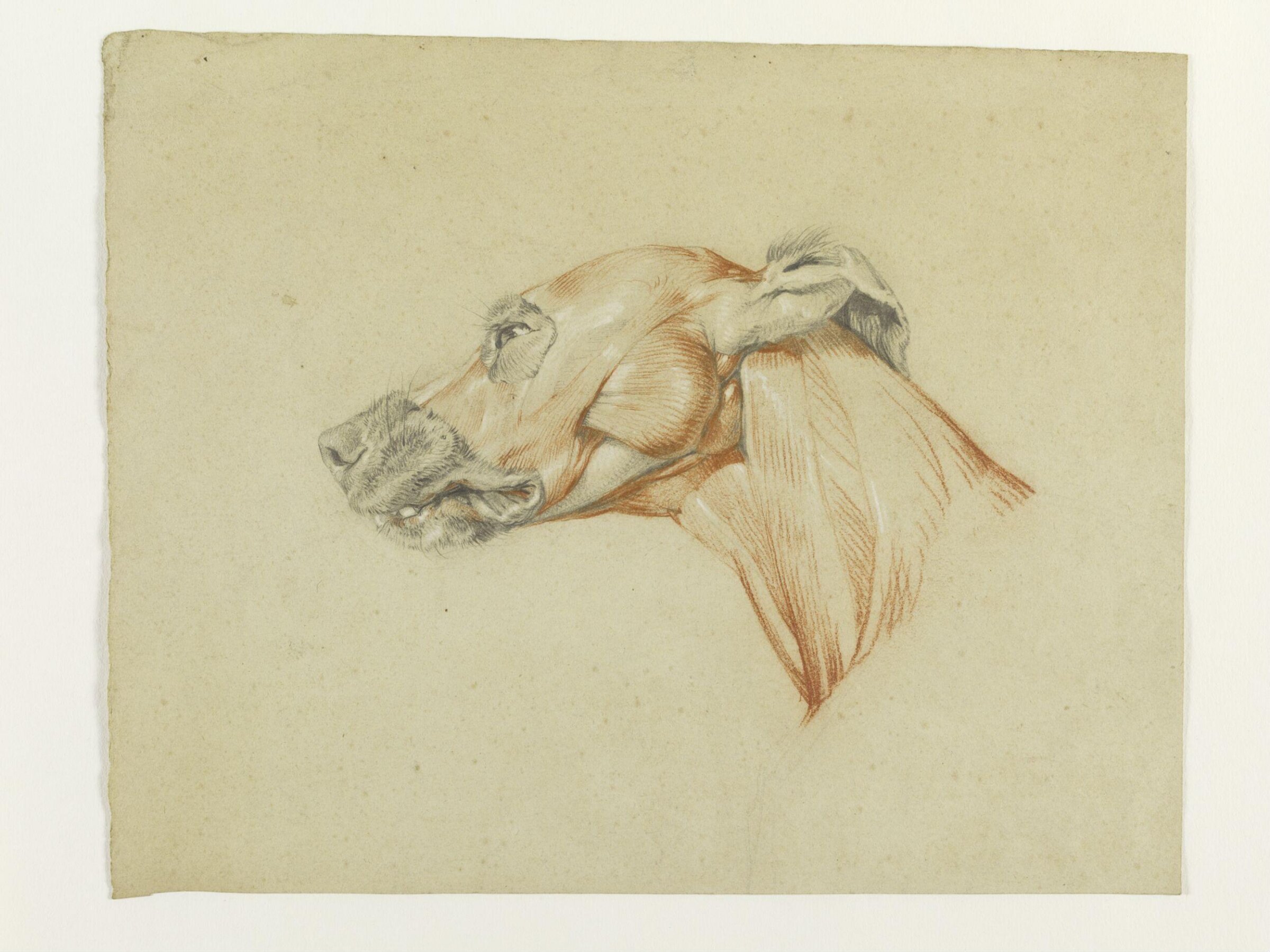 Ecorche drawing of the head of a greyhound, Edwin Henry Landseer, ca.1817-21