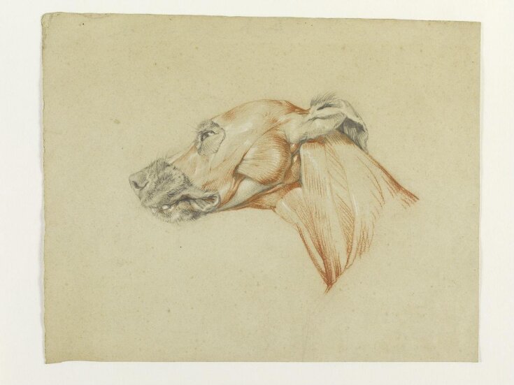 Ecorche drawing of the head of a greyhound top image