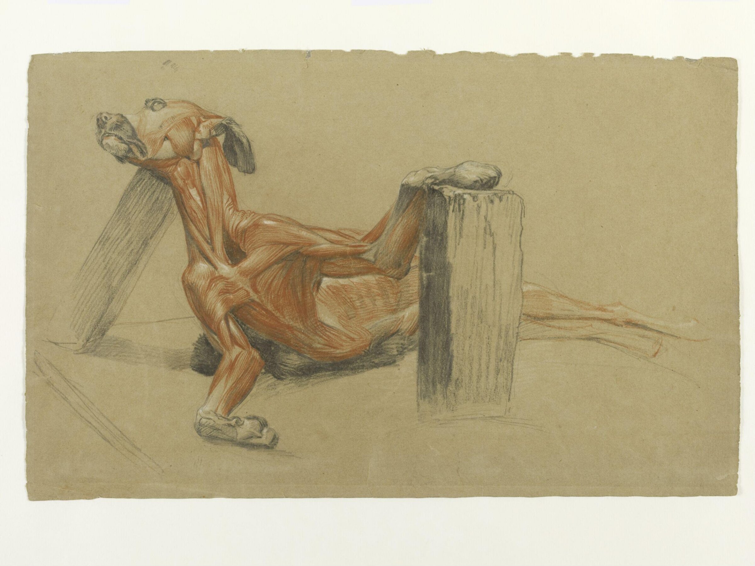 Ecorche drawing of a greyhound supported by planks, Edwin Henry Landseer, ca.1817-21