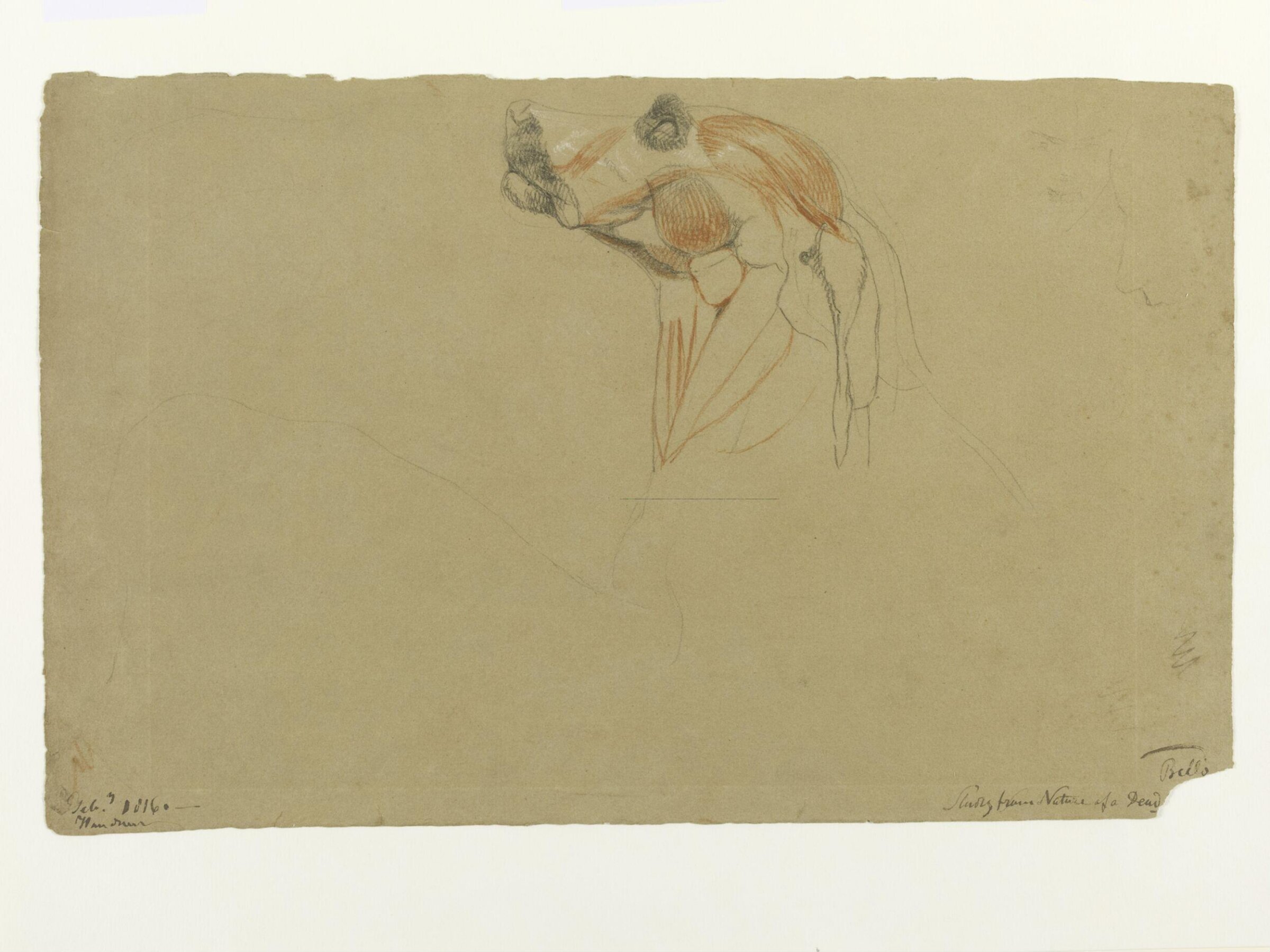 Ecorche drawing of the head of a dog, Thomas Landseer, 1816