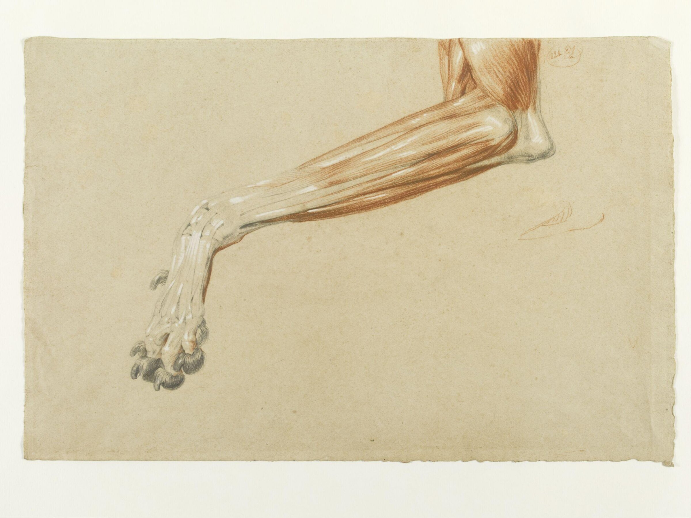 Ecorche drawing of a dog's leg, Edwin Henry Landseer, 1821