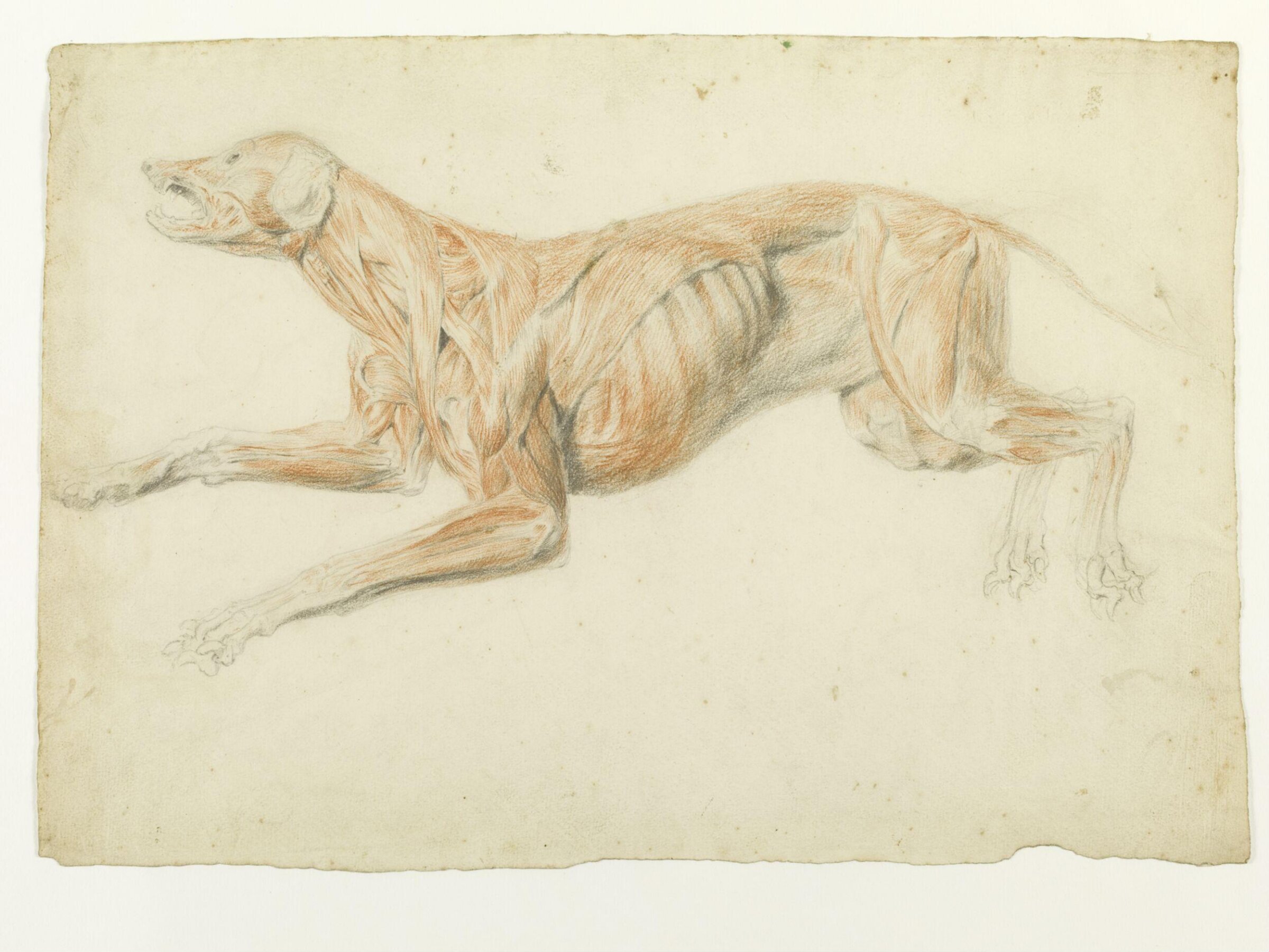 Ecorche drawing of a dog, Thomas Landseer, ca.1816