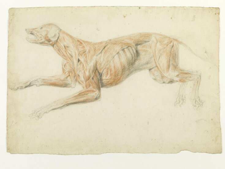 Ecorche drawing of a dog top image