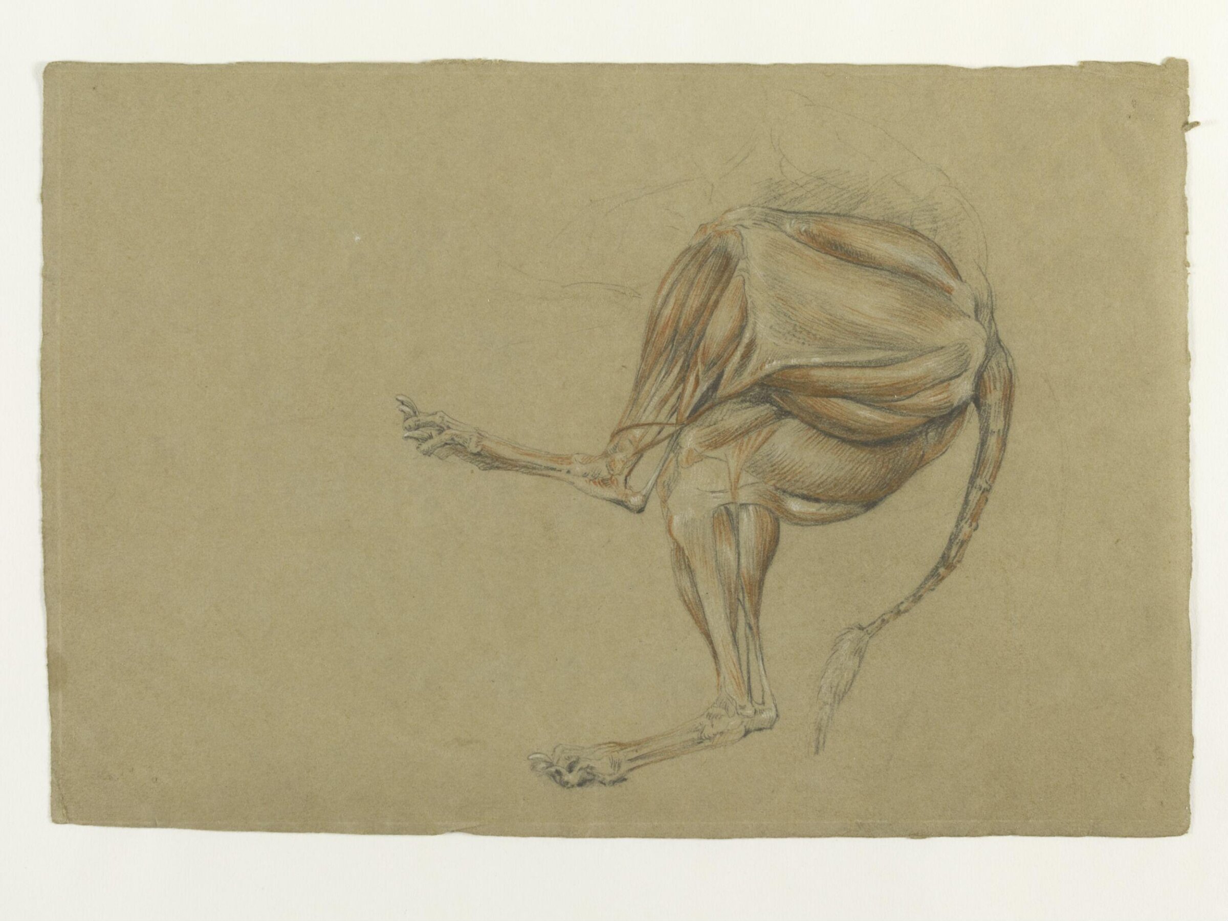 Ecorche drawing of the hind legs of a dog, Thomas Landseer, ca.1816