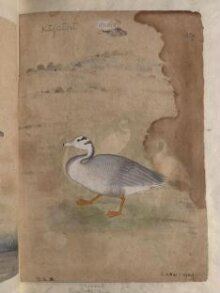 Depictions of a Bar-headed goose and four Little egrets thumbnail 1
