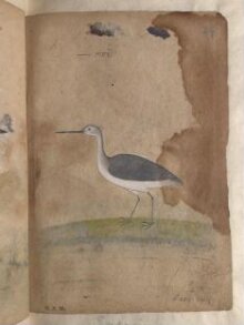 Depictions of a sandpiper and Garganey goose of Northern India thumbnail 1