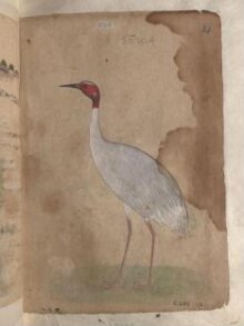 Depictions of a Sarus crane and Parus crane thumbnail 1