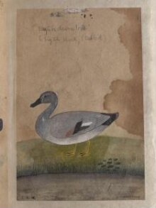 Depictions of a Gadwall duck and Pintailed duck of Northern India thumbnail 1
